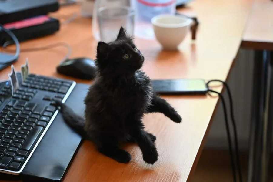 МЗС Литви взяло на роботу кошеня